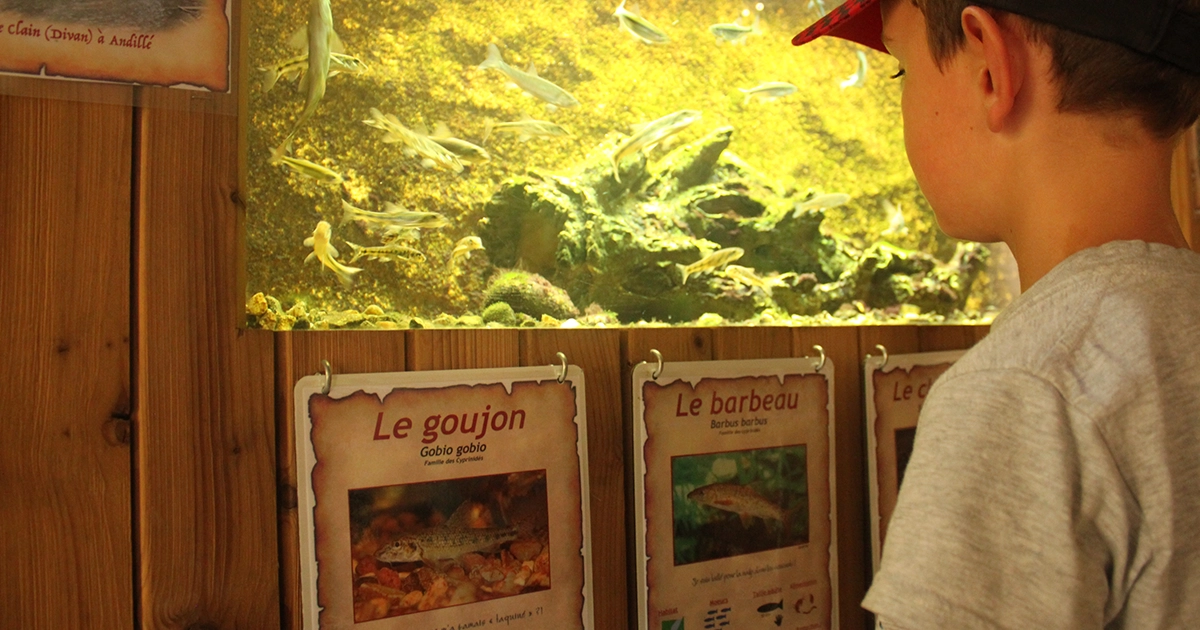 enfant devant un aquarium